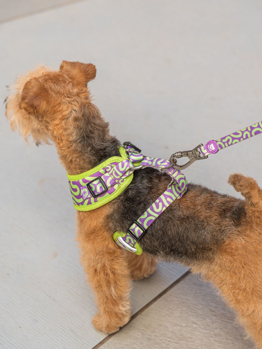 ARNÉS AJUSTABLE PARA PERRO KALEIDO LIME SWIRL