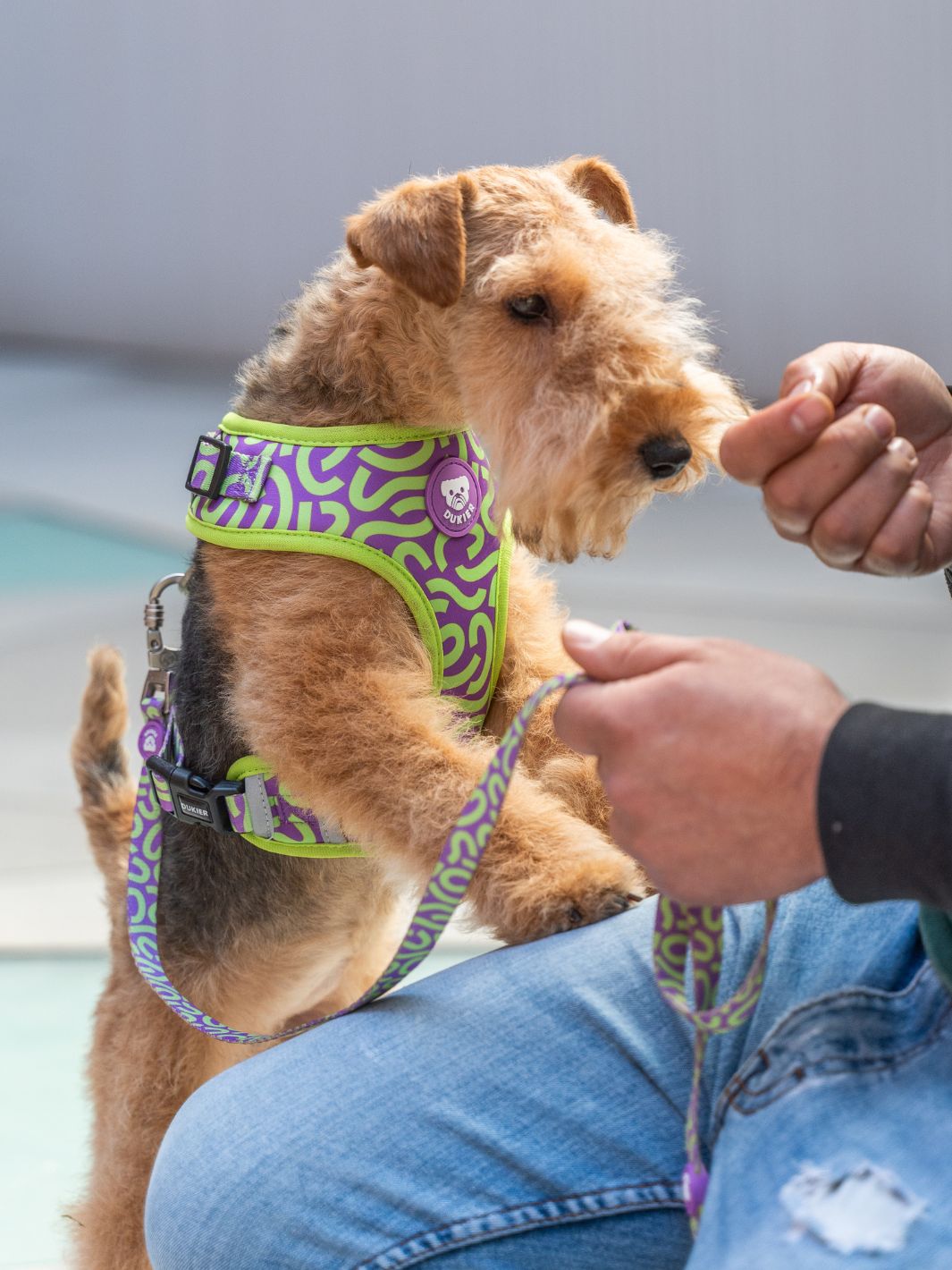 ARNÉS AJUSTABLE PARA PERRO KALEIDO LIME SWIRL