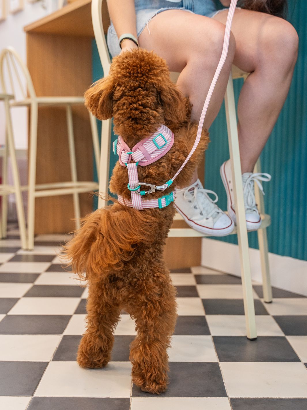 ARNÉS AJUSTABLE PARA PERRO ICE CREAM