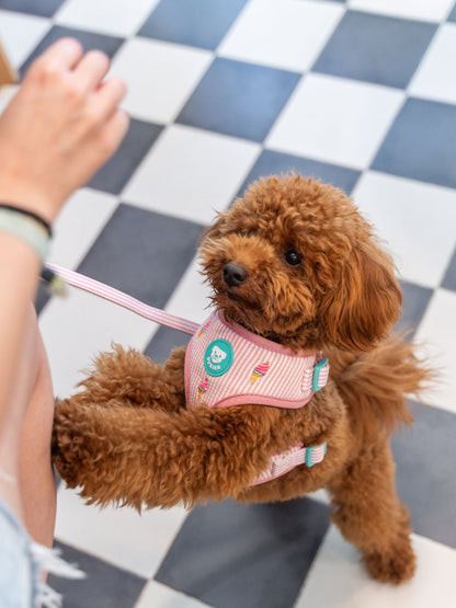 ARNÉS AJUSTABLE PARA PERRO ICE CREAM